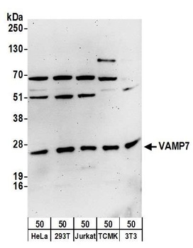 VAMP7 Antibody