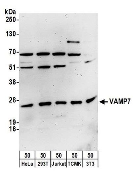 Rabbit anti-VAMP7 Antibody