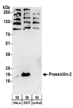 Presenilin-2 Antibody