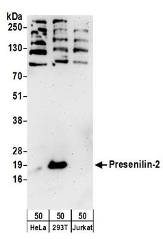 Rabbit anti-Presenilin-2 Antibody