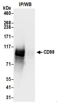 CD98 Antibody