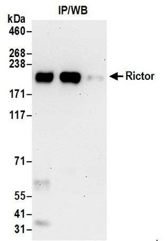 Rictor Antibody
