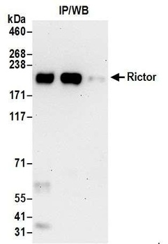 Rabbit anti-Rictor Antibody