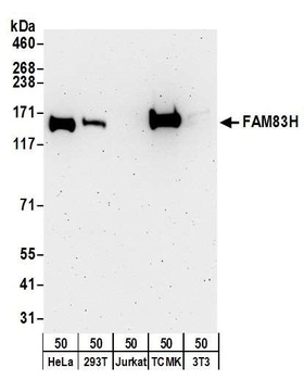 FAM83H Antibody