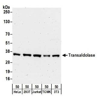 Transaldolase Antibody