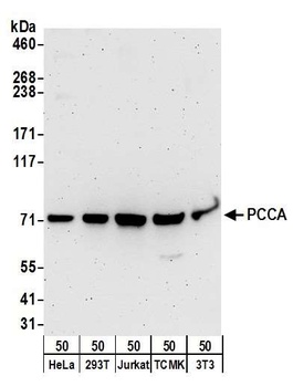PCCA Antibody