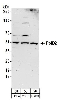 Rabbit anti-PolD2 Antibody