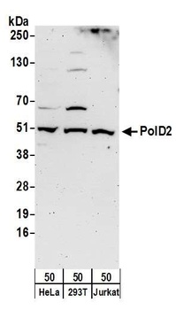 PolD2 Antibody