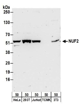 Rabbit anti-NUF2 Antibody