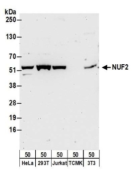 NUF2 Antibody