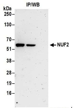 NUF2 Antibody