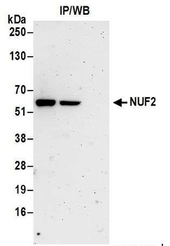 Rabbit anti-NUF2 Antibody