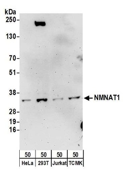 Rabbit anti-NMNAT1 Antibody