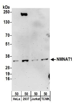 NMNAT1 Antibody