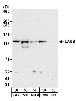 Rabbit anti-LARS Antibody