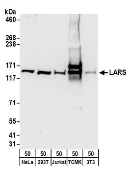Rabbit anti-LARS Antibody
