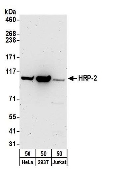 HRP-2 Antibody