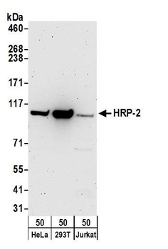 Rabbit anti-HRP-2 Antibody