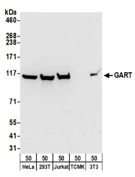 GART Antibody