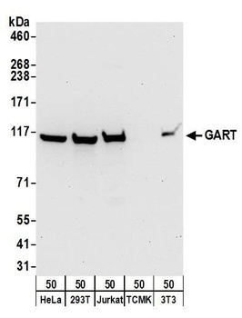 Rabbit anti-GART Antibody