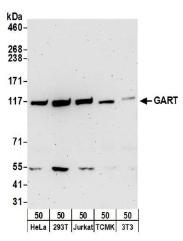 Rabbit anti-GART Antibody