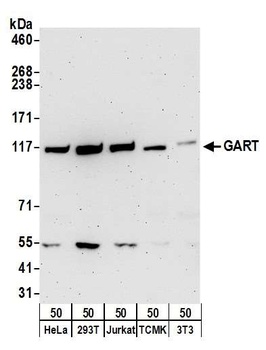 GART Antibody