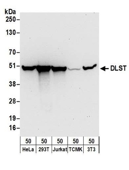 DLST Antibody