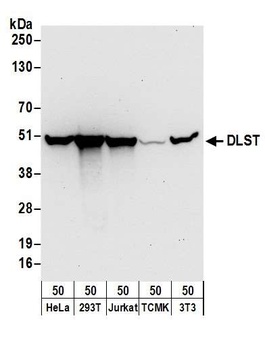 Rabbit anti-DLST Antibody