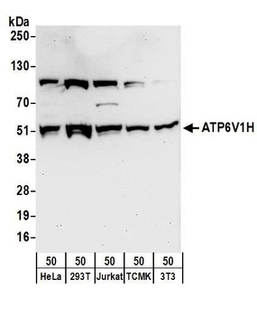 Rabbit anti-ATP6V1H Antibody