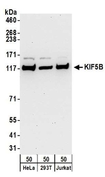 Rabbit anti-KIF5B Antibody