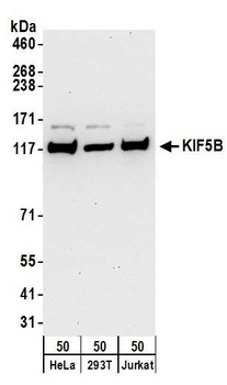 KIF5B Antibody