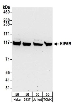 Rabbit anti-KIF5B Antibody