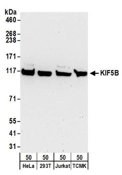 KIF5B Antibody