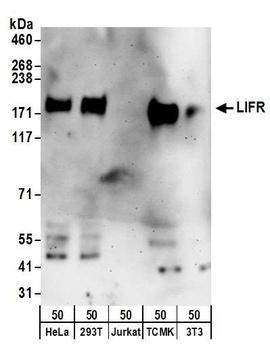 LIFR Antibody
