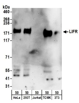 Rabbit anti-LIFR Antibody