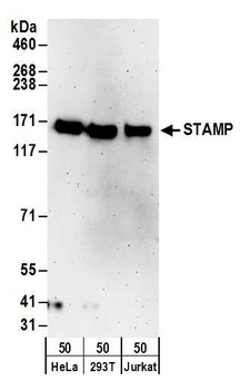 STAMP Antibody