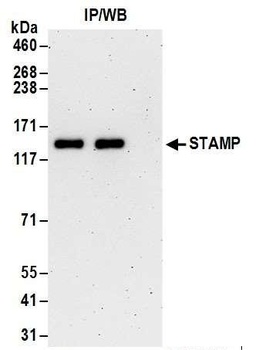 STAMP Antibody