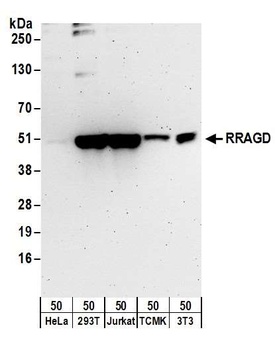 Rabbit anti-RRAGD Antibody