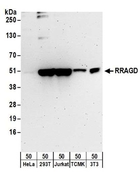 RRAGD Antibody