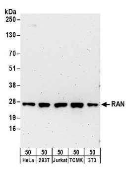 Rabbit anti-RAN Antibody