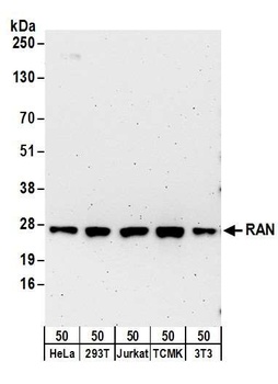 RAN Antibody