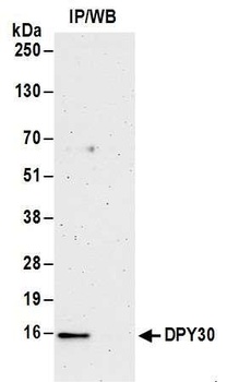Rabbit anti-DPY30 Antibody