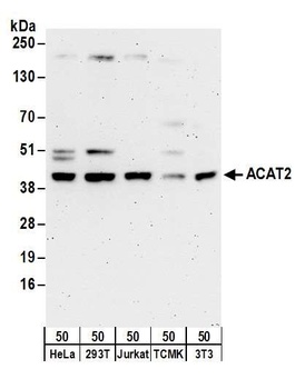 ACAT2 Antibody