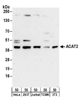 Rabbit anti-ACAT2 Antibody