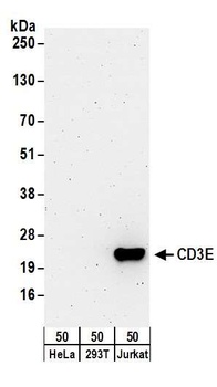 Rabbit anti-CD3E Antibody