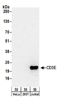 CD3E Antibody