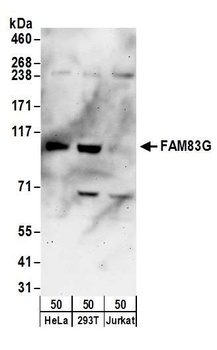 FAM83G Antibody