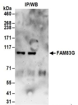 FAM83G Antibody