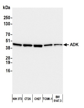 ADK Antibody