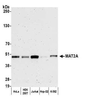 MAT2A Antibody